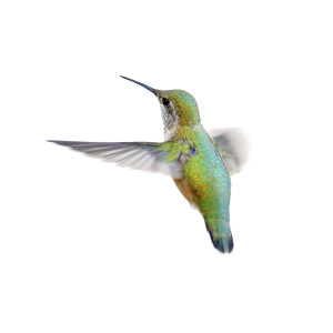 Rufous Hummingbird